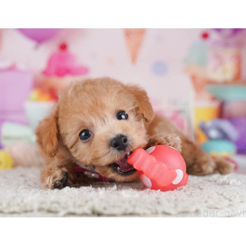 販売中の東京都のトイプードル-430519の9枚目