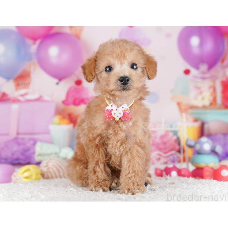 販売中の東京都のトイプードル-430519の8枚目