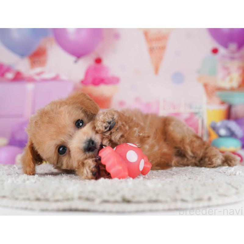 販売中の東京都のトイプードル-430519の7枚目