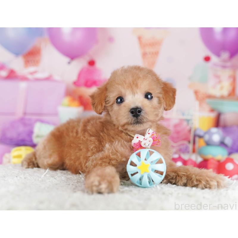 販売中の東京都のトイプードル-430519の6枚目