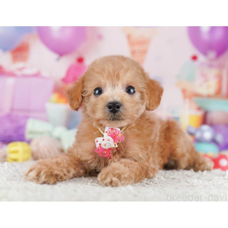 販売中の東京都のトイプードル-430519の5枚目