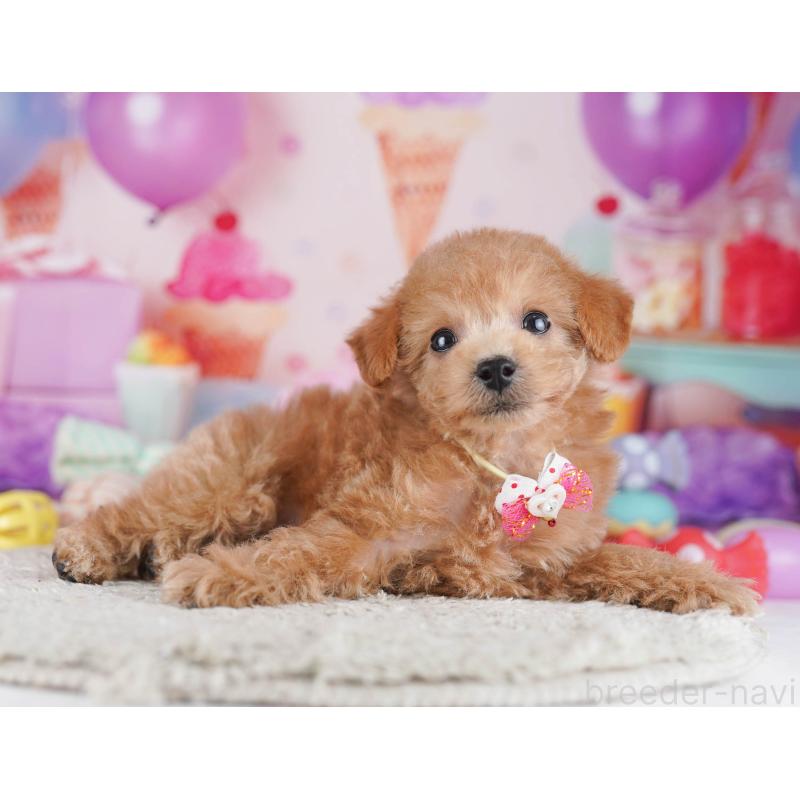 販売中の東京都のトイプードル-430519の4枚目