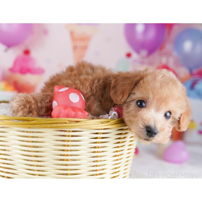 販売中の東京都のトイプードル-430519の3枚目