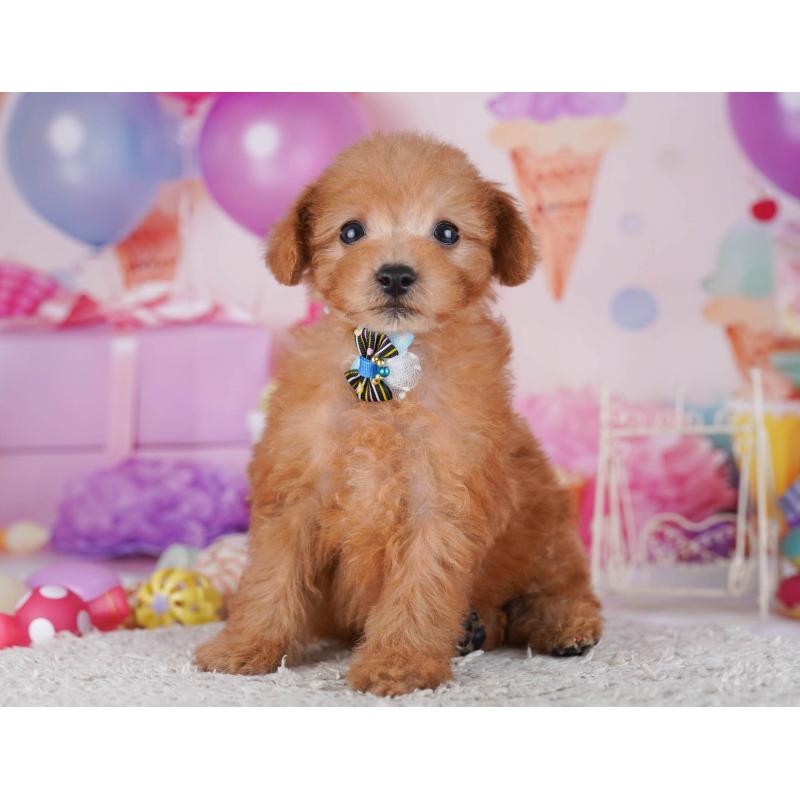 販売中の東京都のトイプードル-430518の11枚目