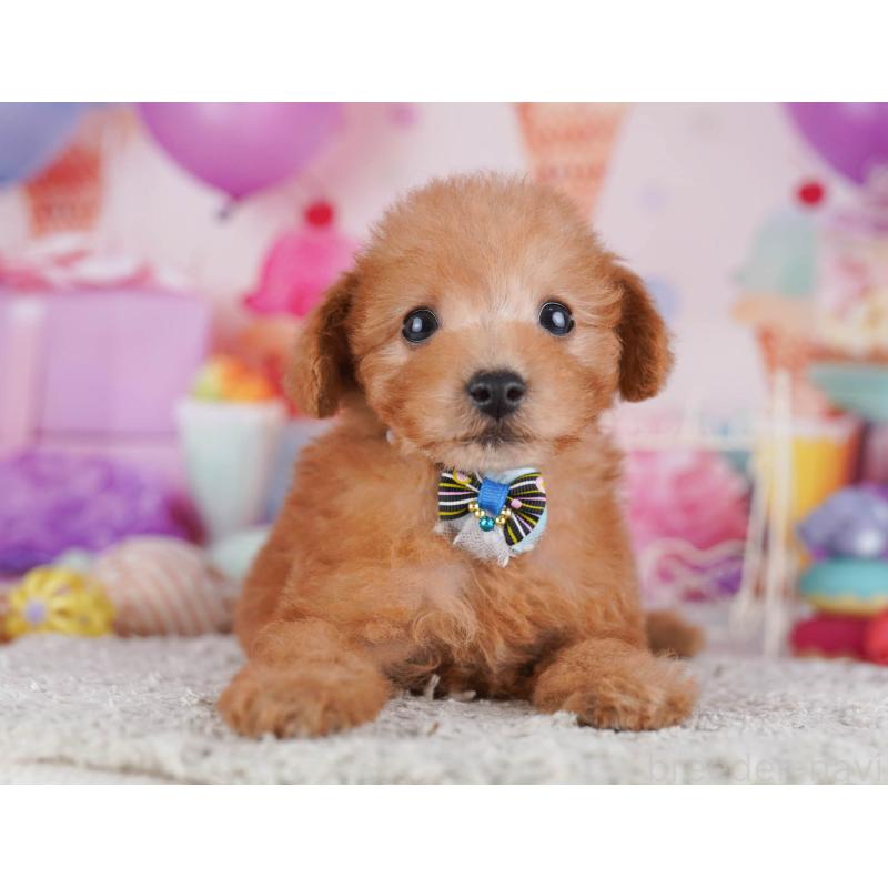 販売中の東京都のトイプードル-430518の10枚目