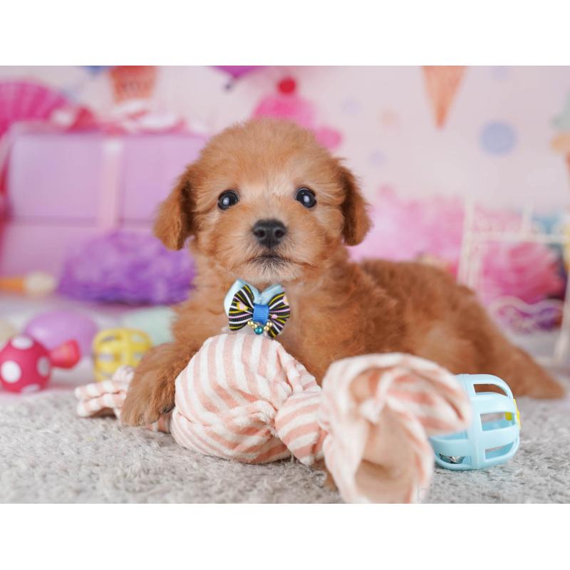 販売中の東京都のトイプードル-430518の9枚目