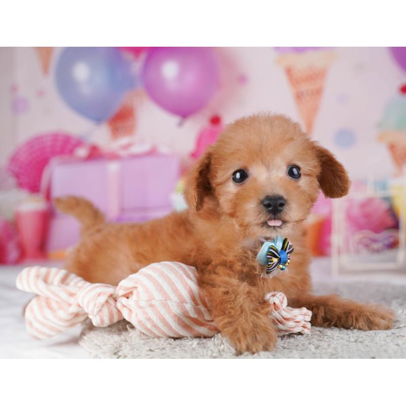 販売中の東京都のトイプードル-430518の8枚目