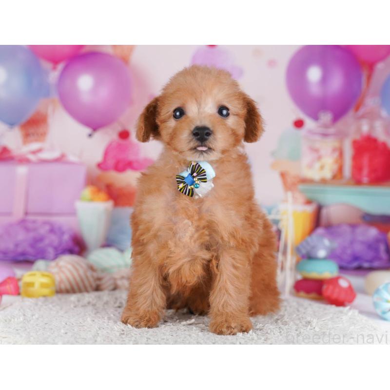 販売中の東京都のトイプードル-430518の7枚目