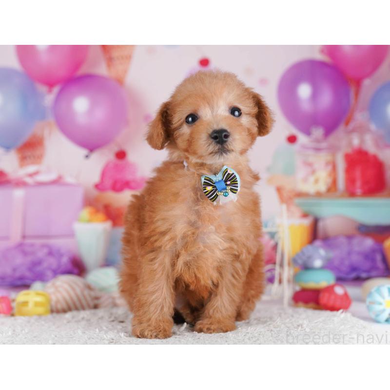 販売中の東京都のトイプードル-430518の6枚目