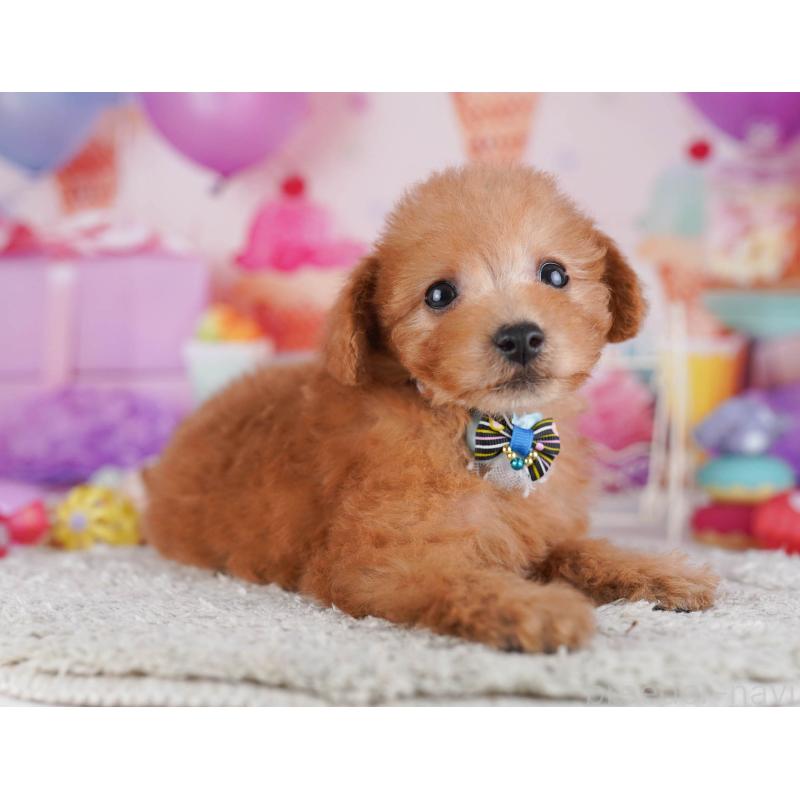 販売中の東京都のトイプードル-430518の4枚目