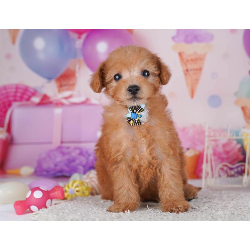 販売中の東京都のトイプードル-430518の3枚目