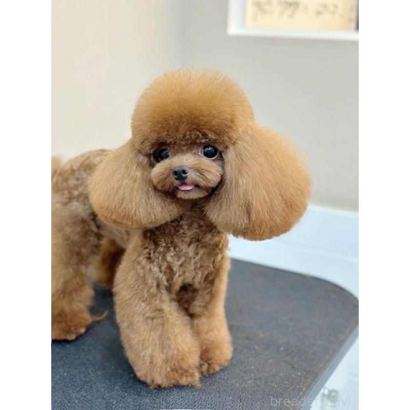 販売中の愛知県のティーカッププードル-425220の10枚目