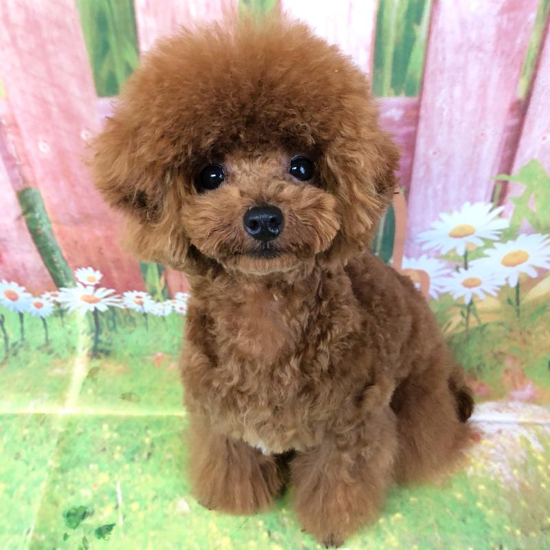 成約済の愛知県のタイニープードル-423849の7枚目