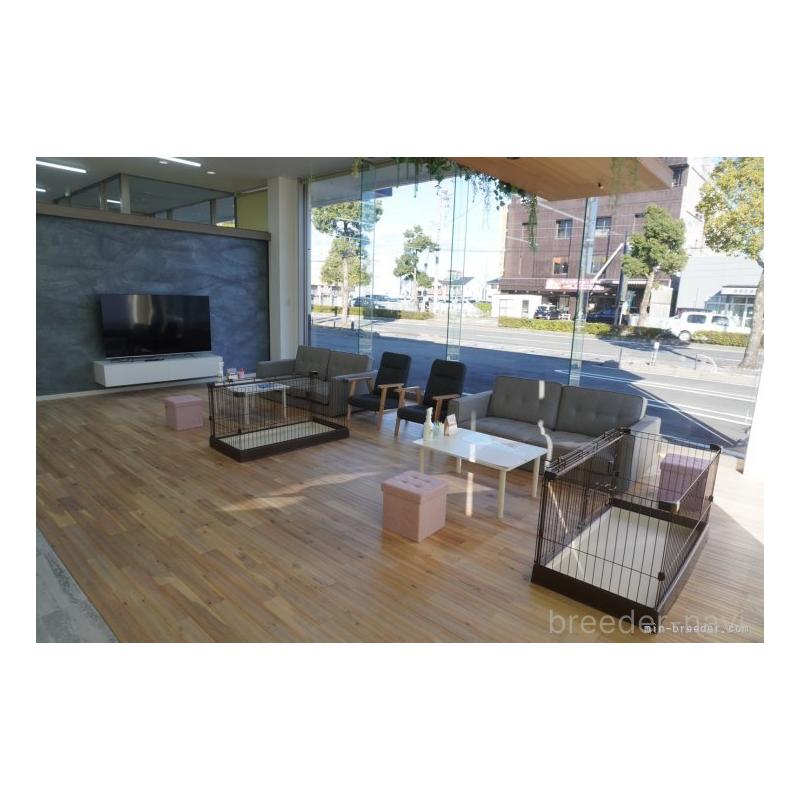 販売中の岐阜県のカニンヘンダックスフンド(ロングヘアード)-440343の7枚目