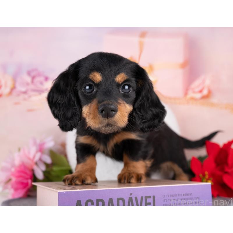 販売中の岐阜県のカニンヘンダックスフンド(ロングヘアード)-440343の6枚目