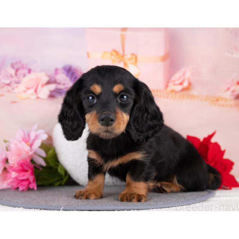 販売中の岐阜県のカニンヘンダックスフンド(ロングヘアード)-440343の5枚目