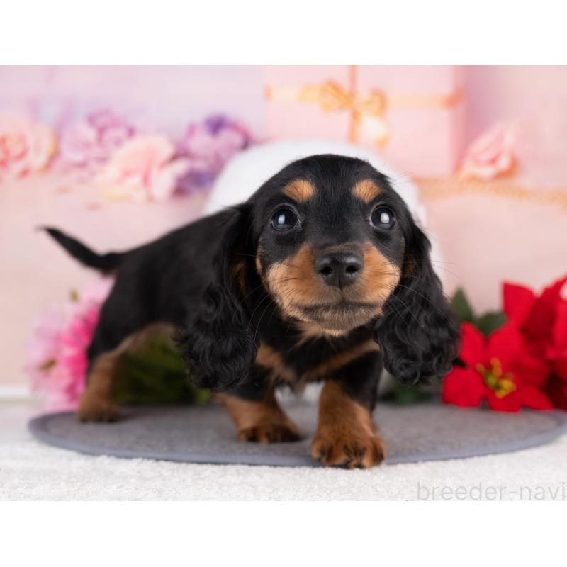 販売中の岐阜県のカニンヘンダックスフンド(ロングヘアード)-440343の4枚目