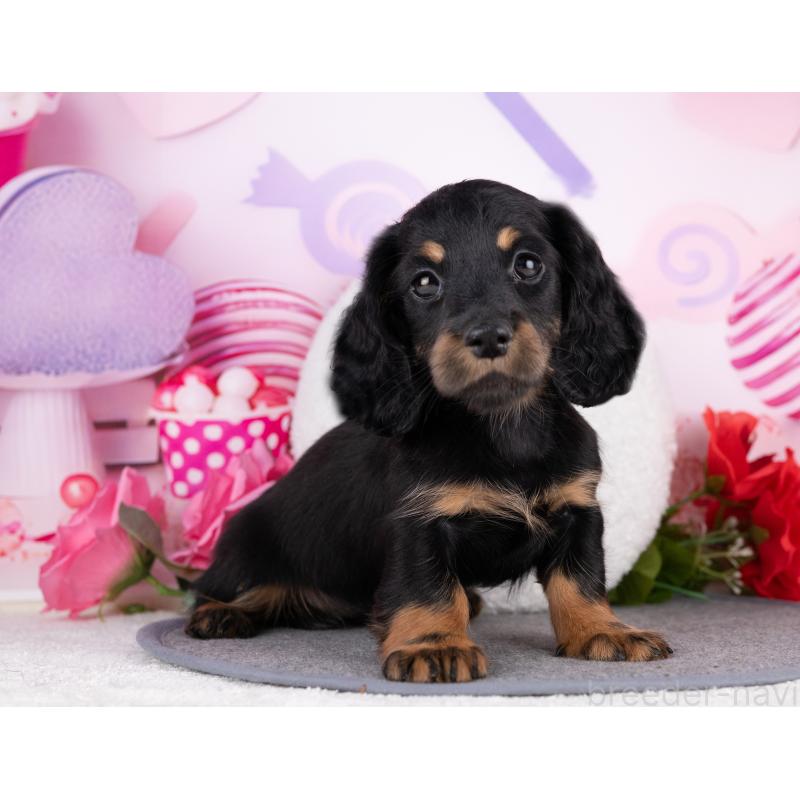 販売中の岐阜県のカニンヘンダックスフンド(ロングヘアード)-440342の5枚目