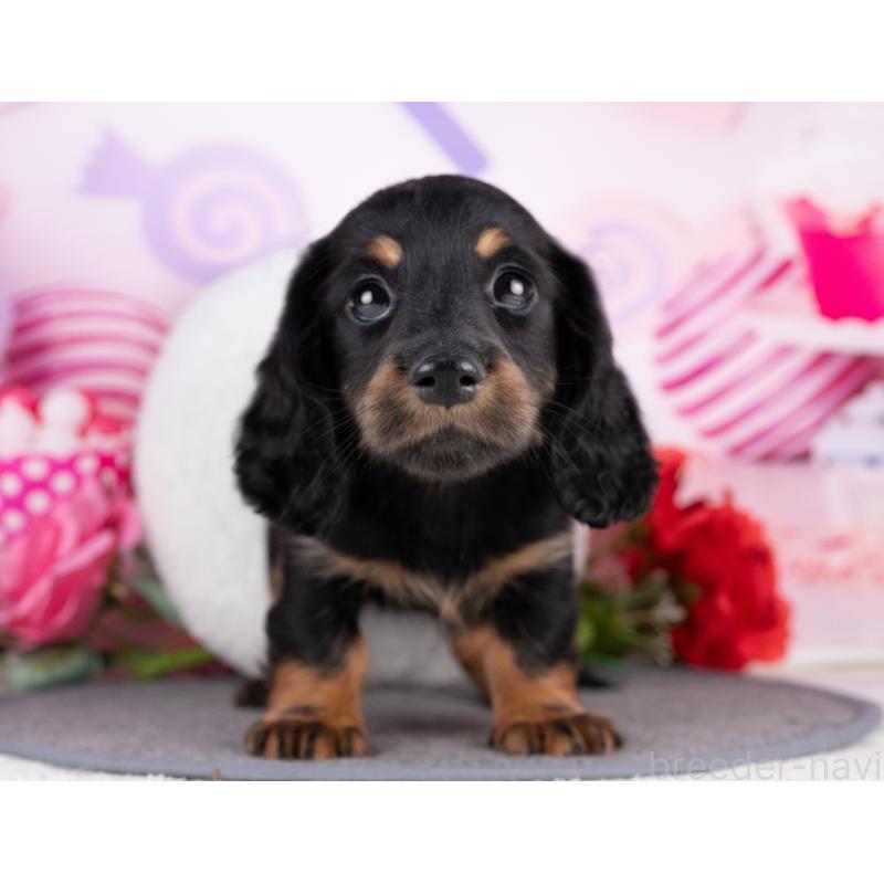 販売中の岐阜県のカニンヘンダックスフンド(ロングヘアード)-440342の4枚目