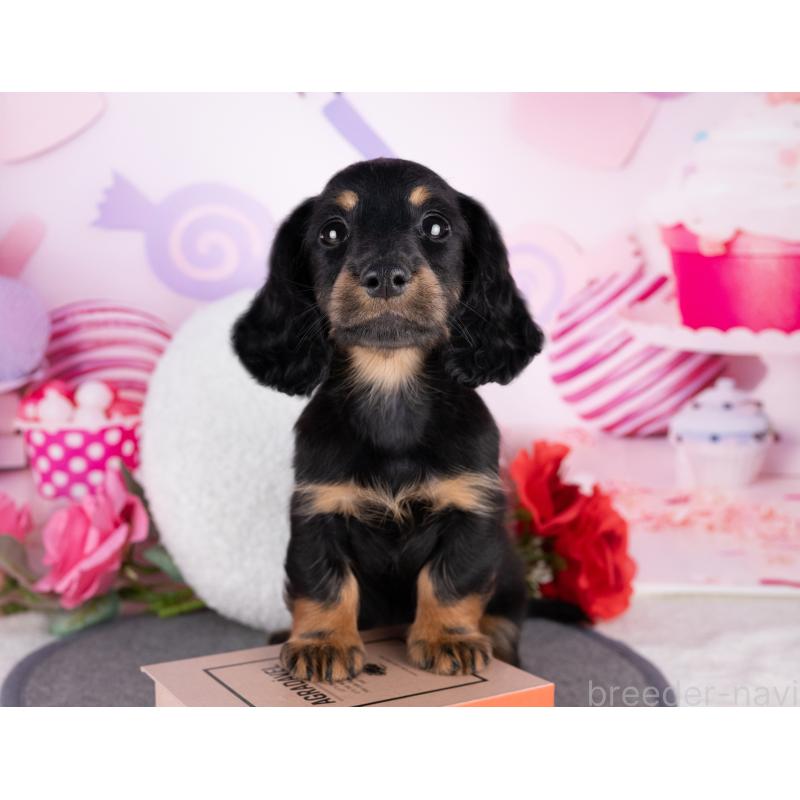 販売中の岐阜県のカニンヘンダックスフンド(ロングヘアード)-440342の3枚目