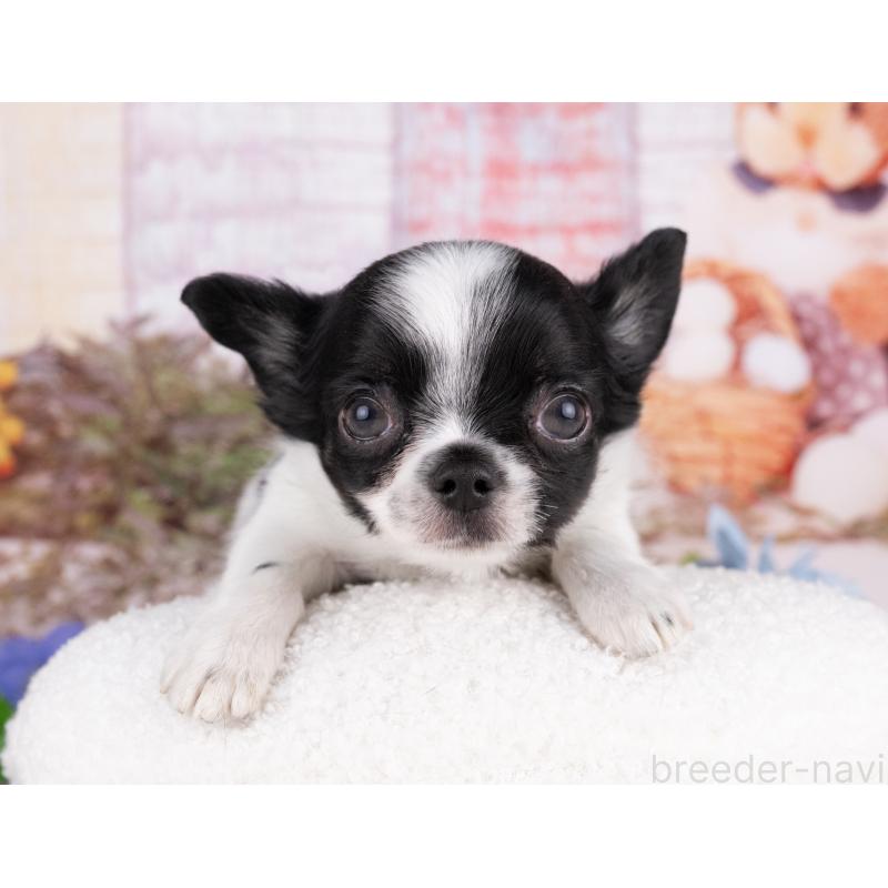 販売中の岐阜県のチワワ(ロングコート)-440338の5枚目