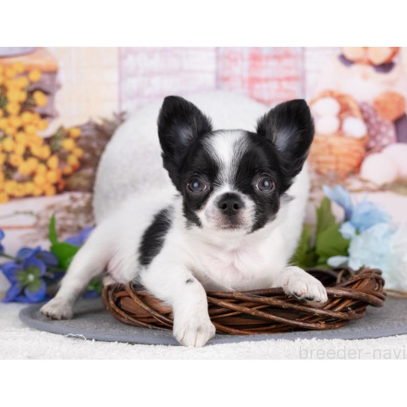 販売中の岐阜県のチワワ(ロングコート)-440338の4枚目