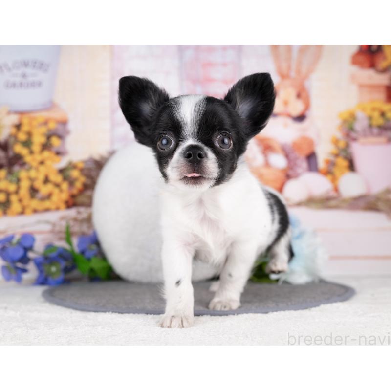 販売中の岐阜県のチワワ(ロングコート)-440338の3枚目