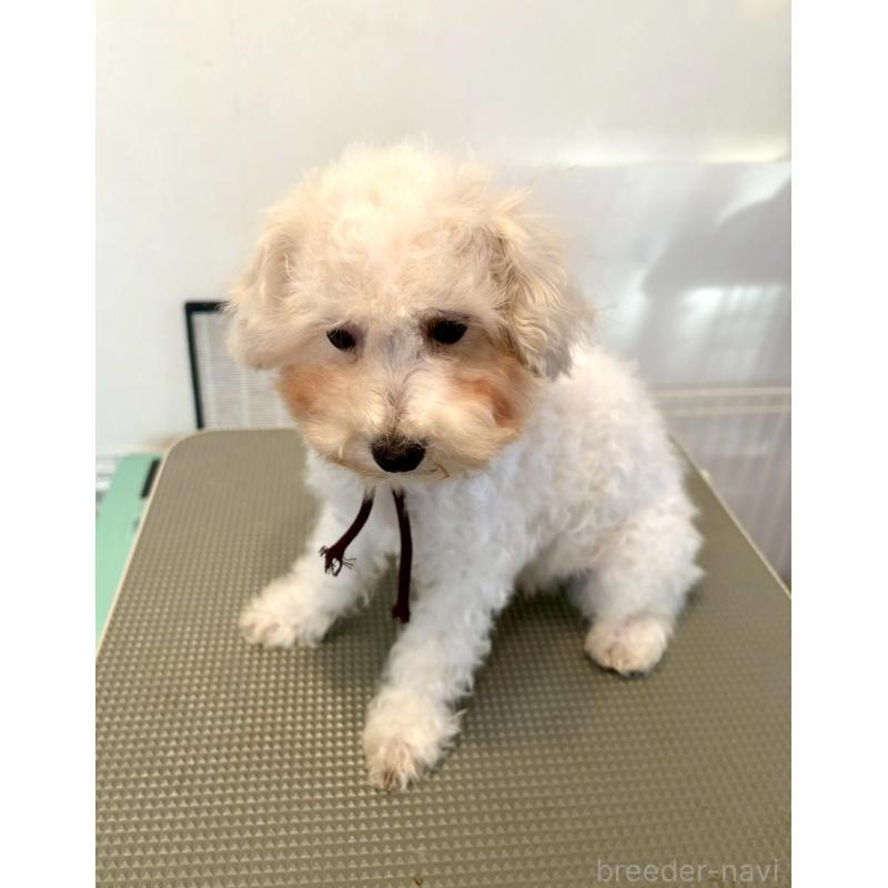 販売中の東京都のミックス犬-404057の5枚目