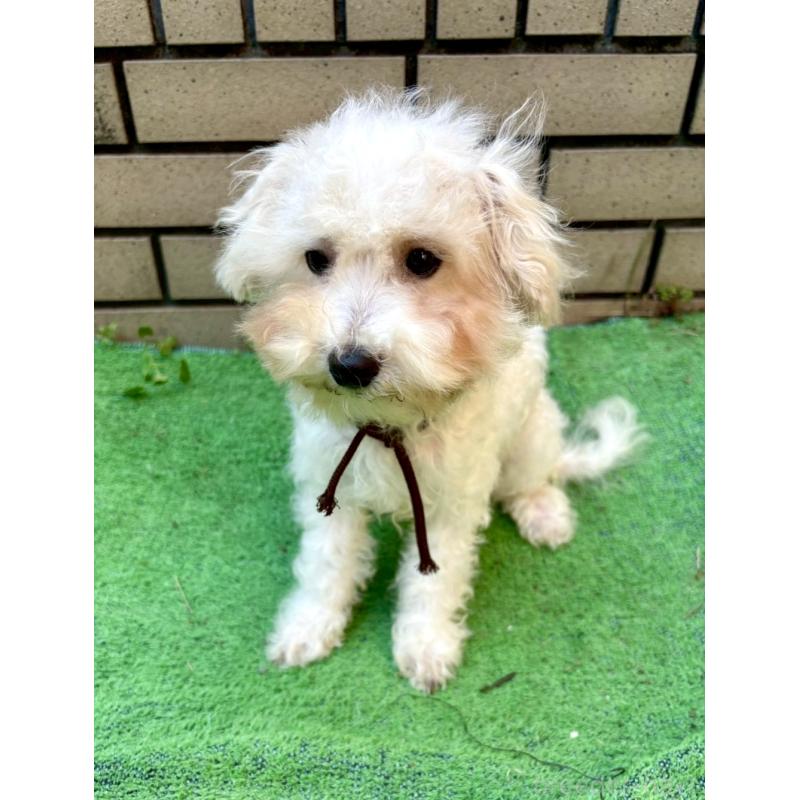 販売中の東京都のミックス犬-404057の4枚目