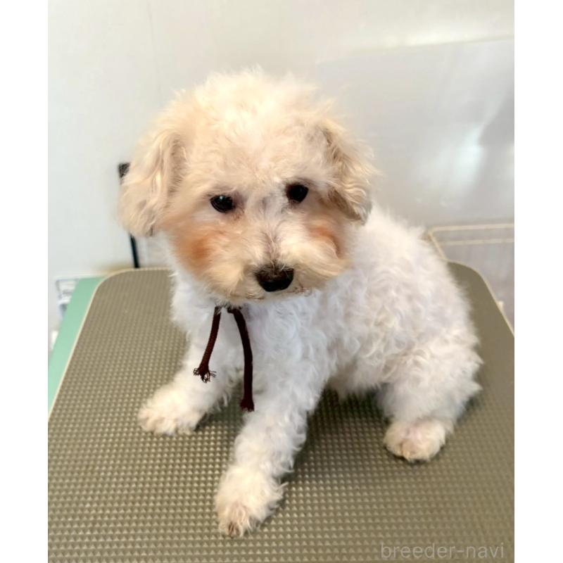 販売中の東京都のミックス犬-404057