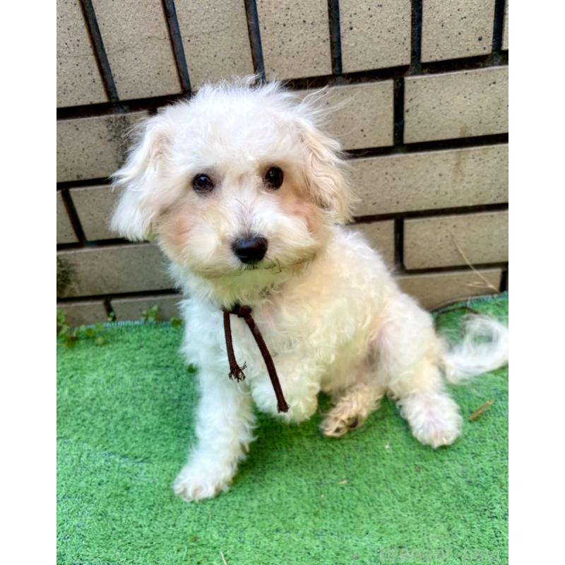 販売中の東京都のミックス犬-404057の3枚目