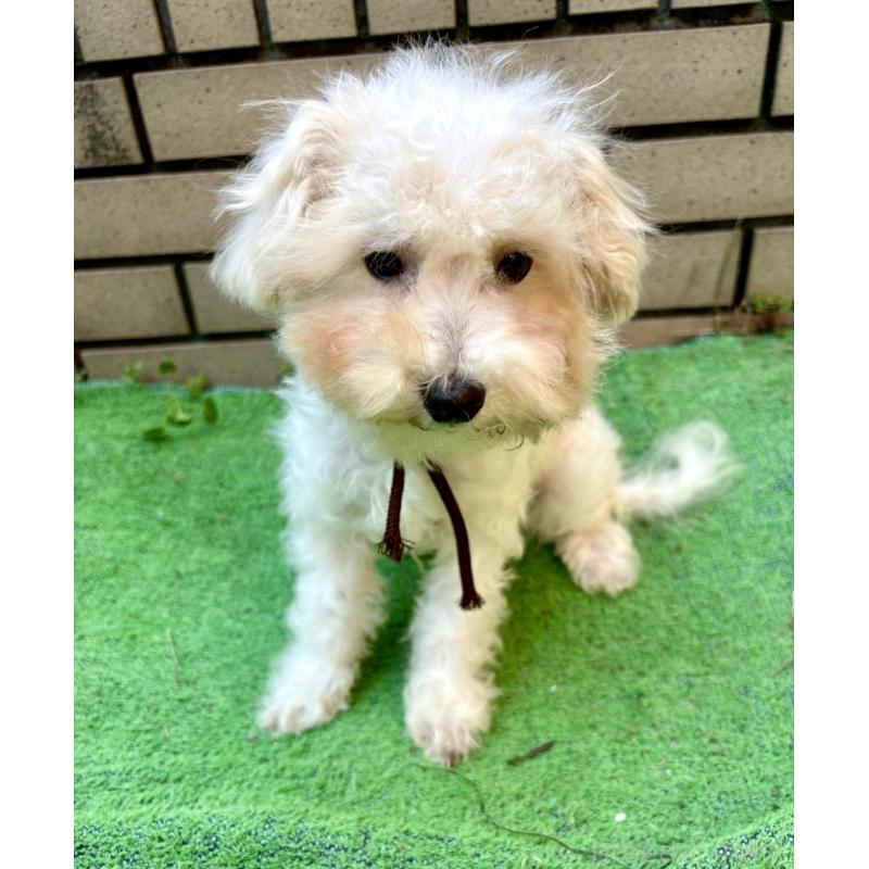 販売中の東京都のミックス犬-404057の2枚目