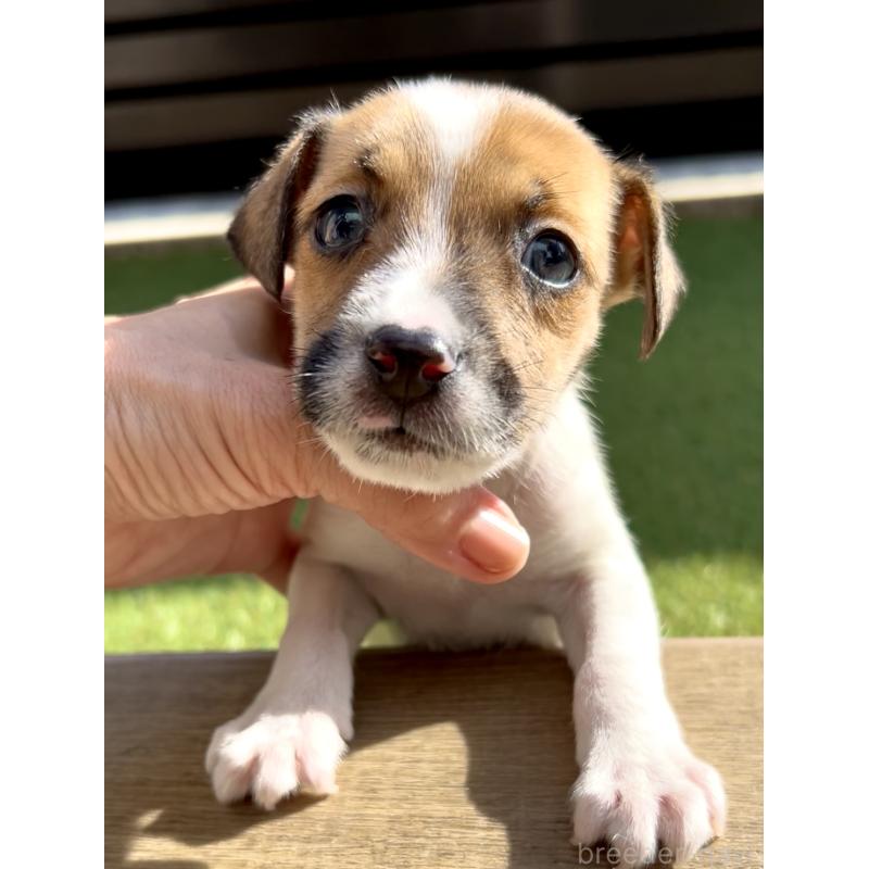 販売中の奈良県のジャックラッセルテリア-428750