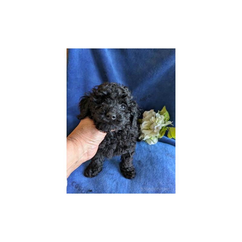 販売中の鹿児島県のトイプードル-429926の3枚目