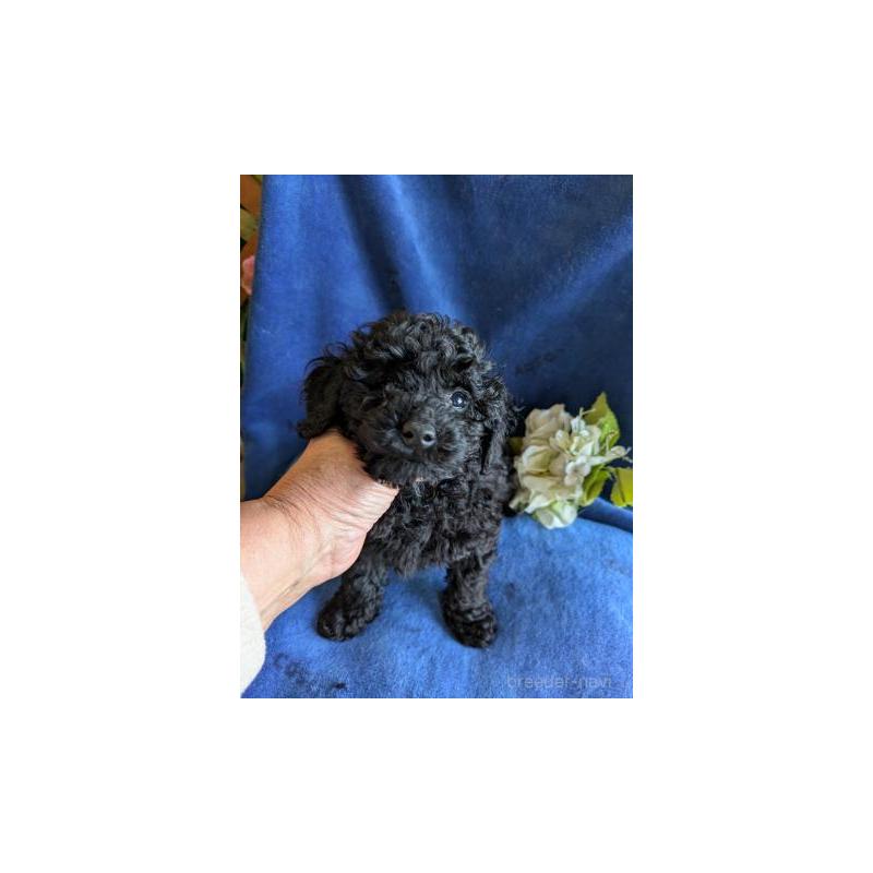 販売中の鹿児島県のトイプードル-429926の2枚目