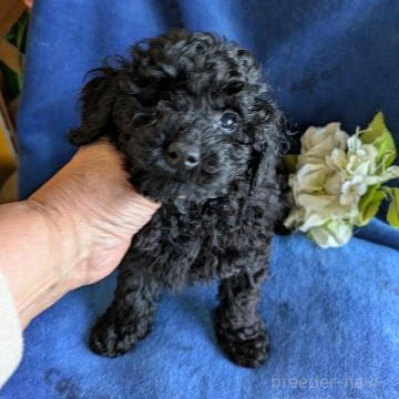 販売中の鹿児島県のトイプードル-429926