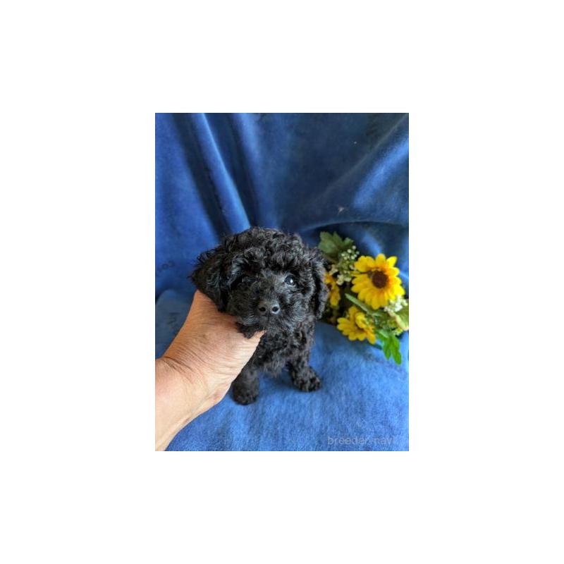 販売中の鹿児島県のトイプードル-429927の3枚目