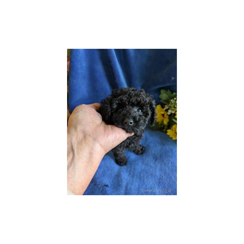 販売中の鹿児島県のトイプードル-429927の2枚目