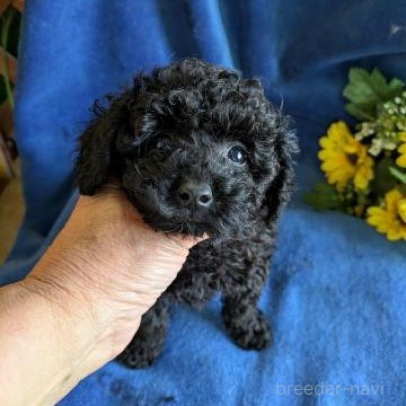 販売中の鹿児島県のトイプードル-429927