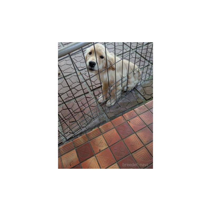 販売中の鹿児島県のゴールデンレトリーバー-429928の3枚目