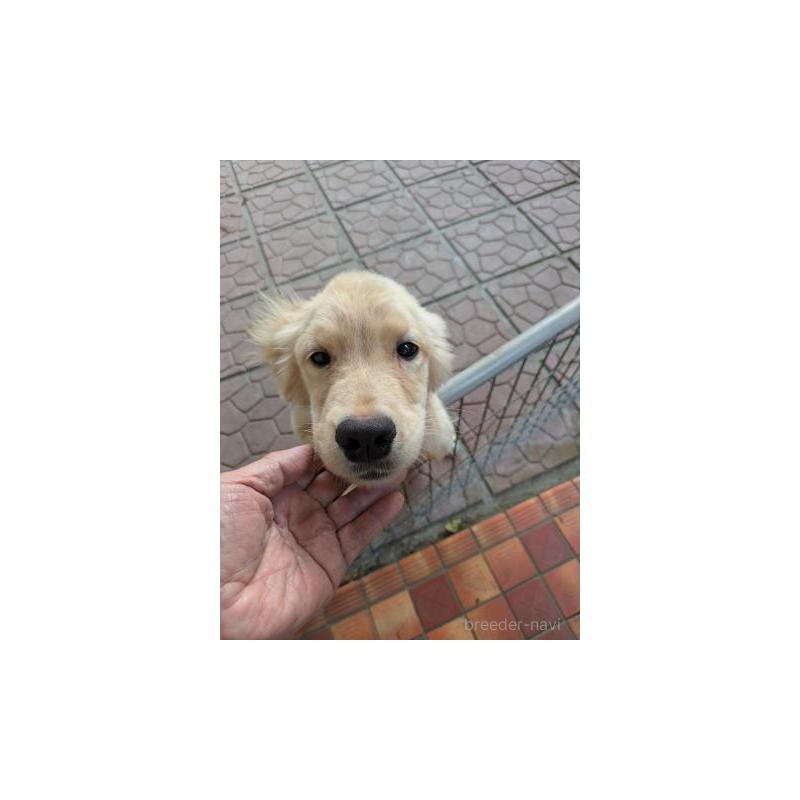 販売中の鹿児島県のゴールデンレトリーバー-429928の2枚目