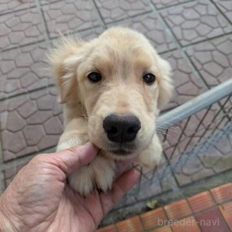 販売中の鹿児島県のゴールデンレトリーバー-429928の1枚目