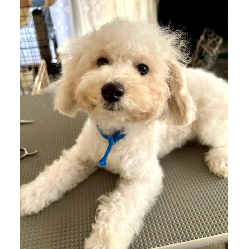 販売中の東京都のミックス犬-404054の5枚目