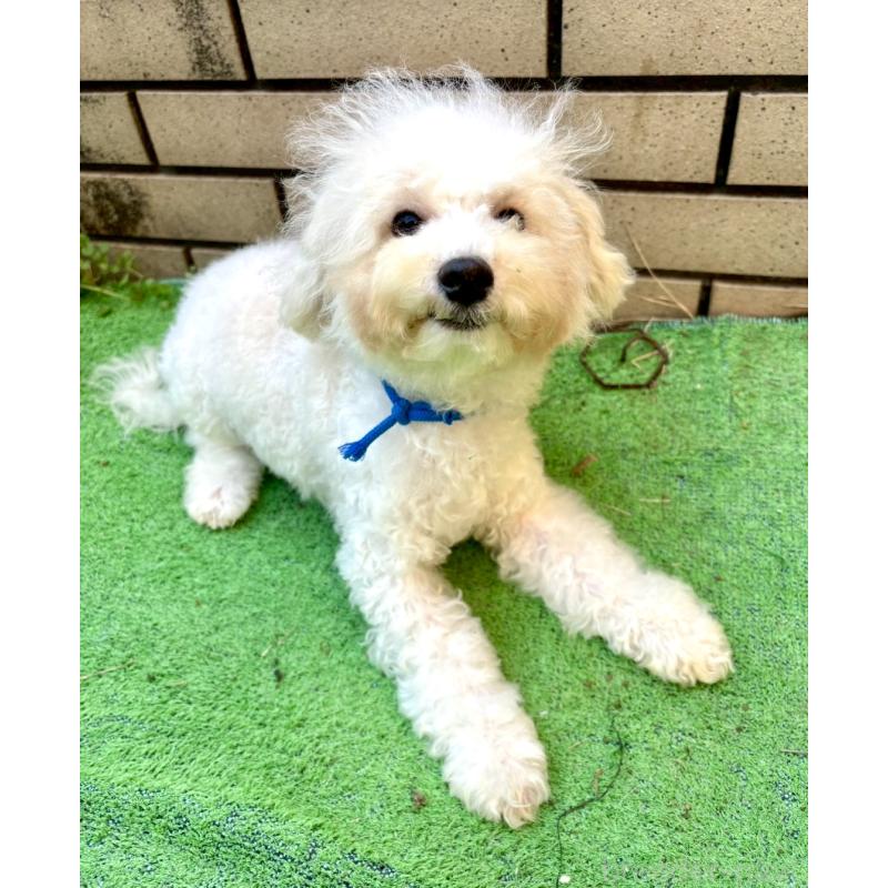 販売中の東京都のミックス犬-404054の4枚目