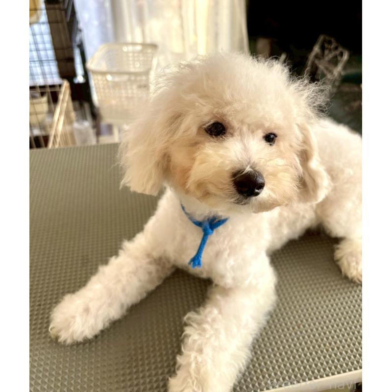 販売中の東京都のミックス犬-404054の3枚目