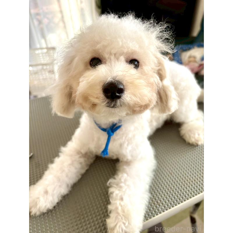 販売中の東京都のミックス犬-404054の2枚目