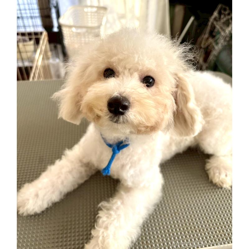 販売中の東京都のミックス犬-404054