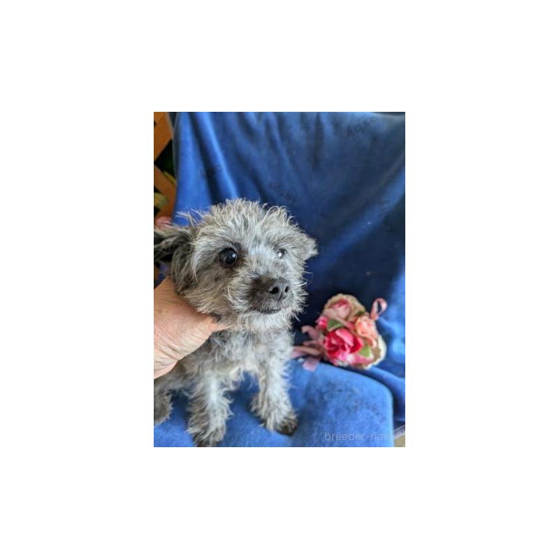 販売中の鹿児島県のチワプー:チワワ×トイプードル-429929の3枚目