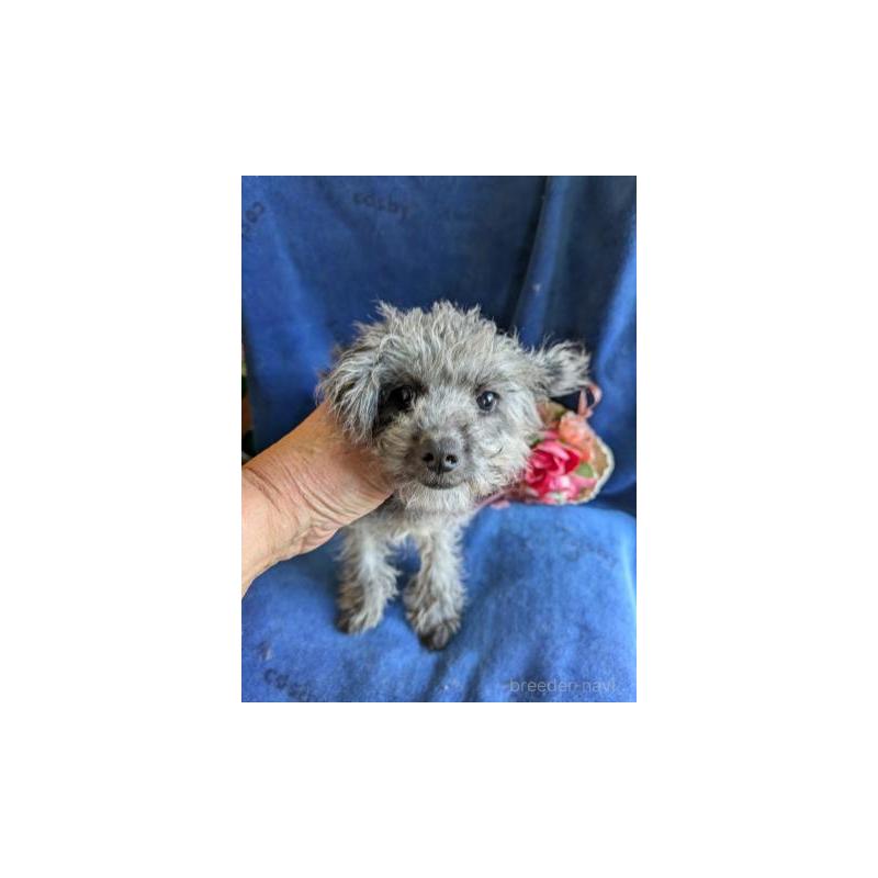 販売中の鹿児島県のチワプー:チワワ×トイプードル-429929の2枚目