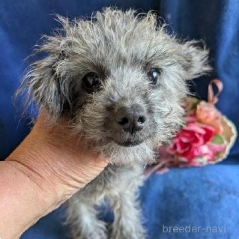 販売中の鹿児島県のチワプー:チワワ×トイプードル-429929の1枚目